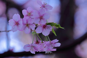 鮮やかなピンク色に咲く