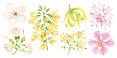 Foto op Plexiglas Watercolor set of Philippine flowers from flowering trees © Anina Rubio