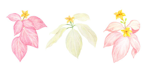 Watercolor Philippine Mussaenda philippica