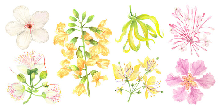 Watercolor set of Philippine flowers from flowering trees