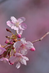 Obraz premium 鮮やかなピンク色に咲く