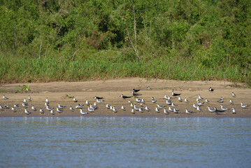 A flock of black skimmers (Rynchops niger) and large-billed terns (Phaetusa simplex) on a beach in the Mamoré river, upstream from Guajará-Mirim, Rondonia, Brazil, on the border with Beni, Bolivia - obrazy, fototapety, plakaty