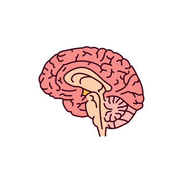 Pituitary color line icon. Endocrine system. Pictogram for web page