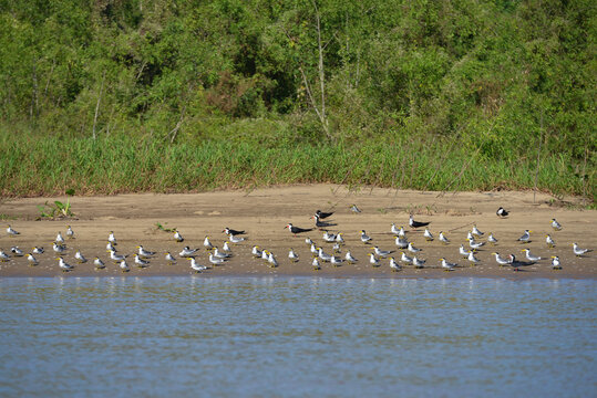 A flock of black skimmers (Rynchops niger) and large-billed terns (Phaetusa simplex) on a beach in the Mamoré river, upstream from Guajará-Mirim, Rondonia, Brazil, on the border with Beni, Bolivia - Powered by Adobe