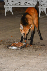 A wild maned wolf (Chrysocyon brachyurus), the largest canid in South America, feeding on the nightly food left by the caretaker of the Santuário do Caraça, Minas Gerais state, Brazil © Pedro
