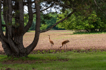 Sandhill Cranes Feed In The Newly Planted Field In June
