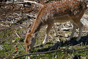 Naklejka na ściany i meble A picture of a fawn common fallow deer in woods