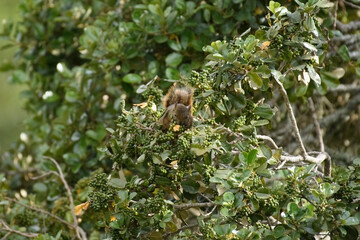 Squirrel eating on a tree