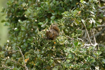 Squirrel eating on a tree