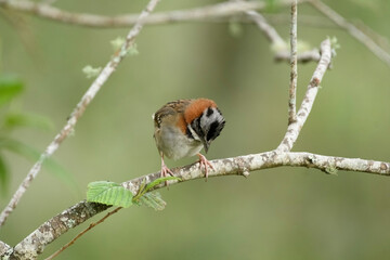 Zonotrichia Capensis, Rufous Collared Sparrow perched