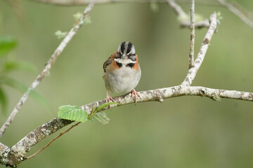 Zonotrichia Capensis, Rufous Collared Sparrow perched