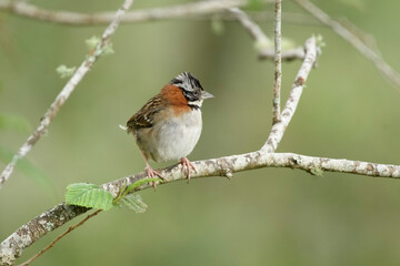 Zonotrichia Capensis, Rufous Collared Sparrow perched
