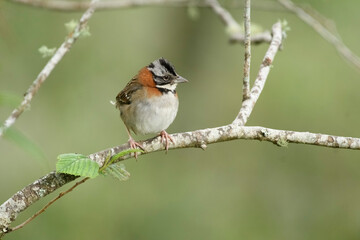 Zonotrichia Capensis, Rufous Collared Sparrow perched
