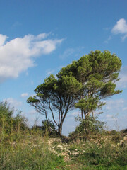 pine tree on a hill