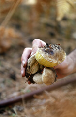 manojo de boletus en la mano recogidos por experto en setas