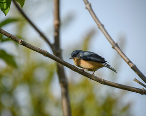 Diglossa Sittoides, Rusty Flowerpiercer perched 