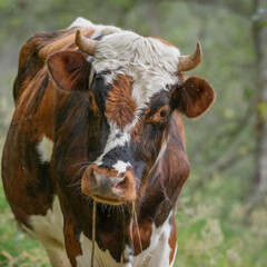 Brown and white normando cow looking at camera in the countryside