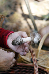 manos de recolector de setas en otoño mostrado un hongo recién encontrado