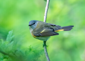 American Redstart warbler perched on a branch 