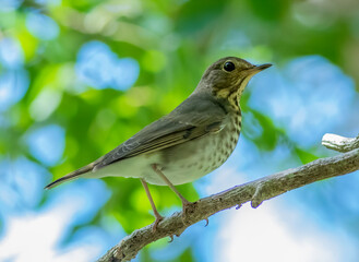 Side view of a Swainson's thrush perched on a branch 