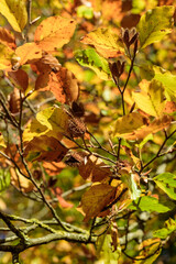 Herbstfärbung mit Buchenblättern und Bucheckern