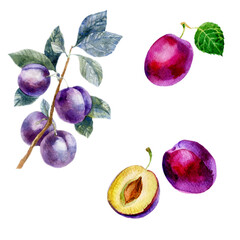 Watercolor illustration, set. Fruit. Plums on branches.