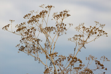 Closeup of dried poison hemlock seeds with blue sky on background - obrazy, fototapety, plakaty