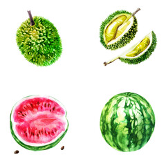 Watercolor illustration, set. Watermelon, half watermelon, lychee. Half lychee.