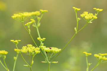 Closeup of yellow parsnip flowers with blurred background