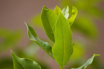 Closeup of bay laurel green leaves with blurred background