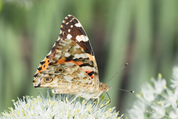 Butterfly on blossom flower in green nature...