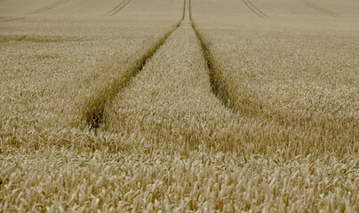 Fototapeta premium View of a wheat field in rural Denmark