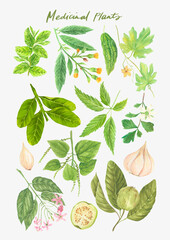Watercolor botanical medicinal Philippine plants