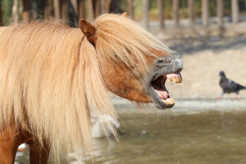  Horse Show Teeth