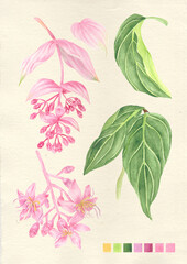 Watercolor botanical philippine flora Medinilla magnifica rose grape