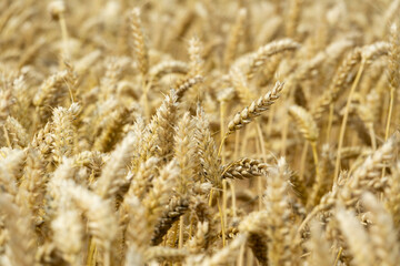 Close up view of a wheat field