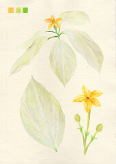 Watercolor botanical philippine flora Mussaenda philippica dona aurora