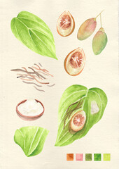 Betel nut chewing ingredients watercolor