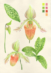 Watercolor botanical philippine flora Paphiopedilum fowliei slipper orchid © Anina Rubio