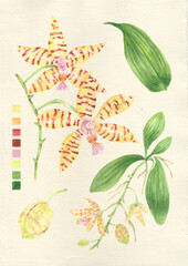 Watercolor botanical philippine flora Phalaenopsis reichenbachiana orchid © Anina Rubio