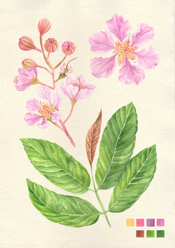Watercolor botanical philippine flora Lagerstroemia speciosa banaba