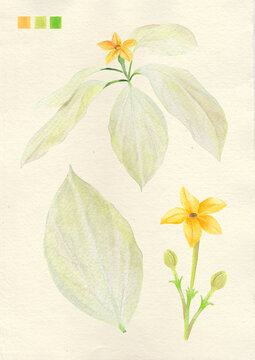 Watercolor botanical philippine flora Mussaenda philippica dona aurora