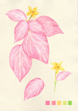 Watercolor botanical philippine flora Mussaenda philippica dona luz