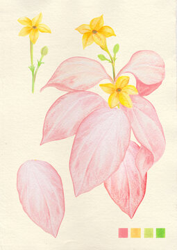 Watercolor botanical philippine flora Mussaenda philippica Queen sirikit