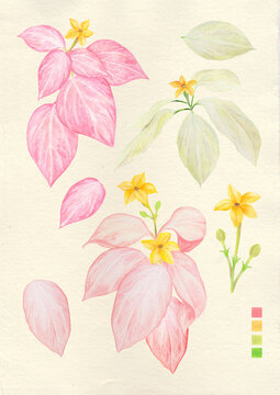 Watercolor botanical philippine flora Mussaenda philippica collection
