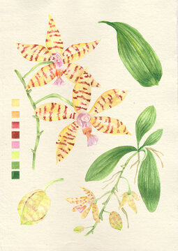 Watercolor botanical philippine flora Phalaenopsis reichenbachiana orchid