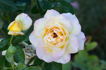 A singe Rosa 'Madame A. Meilland, rose. A large flower of a light yellow to cream color, slightly flushed at the petal edges with crimson-pink.