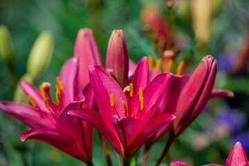 Fototapeta premium Blooming tender Lily flower grows in a flower bed.