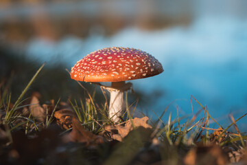 Fly amanita (Amanita muscaria), also known as the fly agaric, the most iconic toadstool species. 
