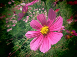 ピンクのコスモス畑
